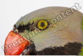Parrot Psittacula alexandri 0007